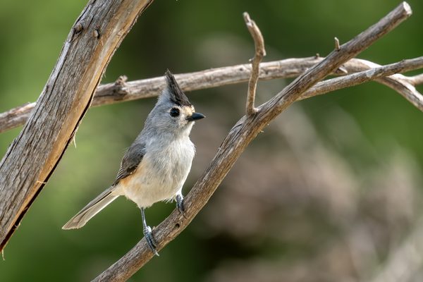 Black-crested Titmouse