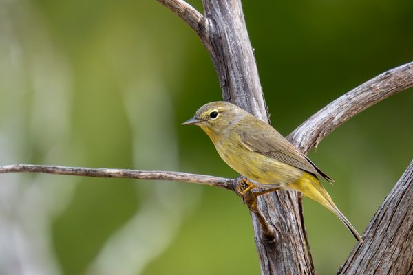 Orange-crowned Warbler
