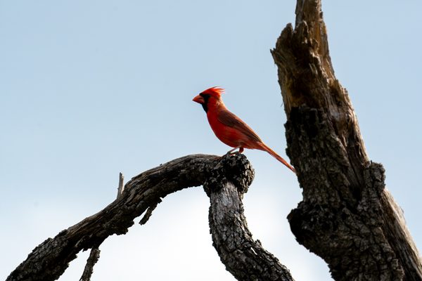 Northern Cardinal