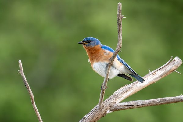 Eastern Bluebird