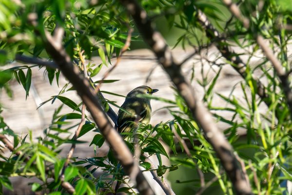 White-eyed Vireo