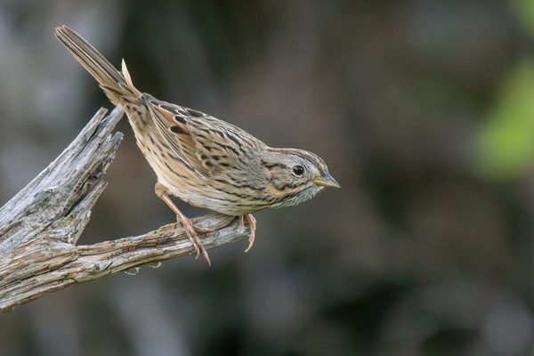 Song Sparrow