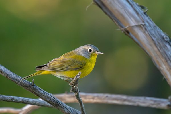 Nashville Warbler