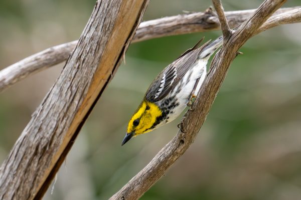 Golden-cheeked Warbler