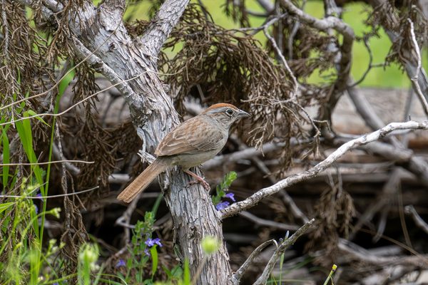 Rufous-crowned Sparrow