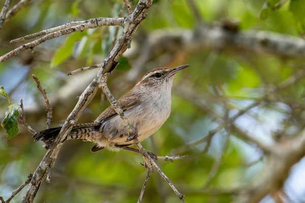Bewick's Wren