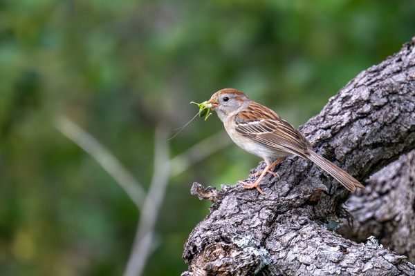 Field Sparrow