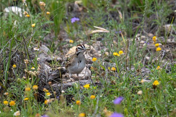 Lark Sparrow