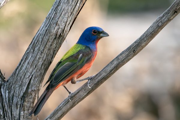 Painted Bunting