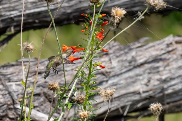 Ruby-throated Hummingbird