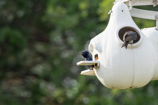 Purple Martin