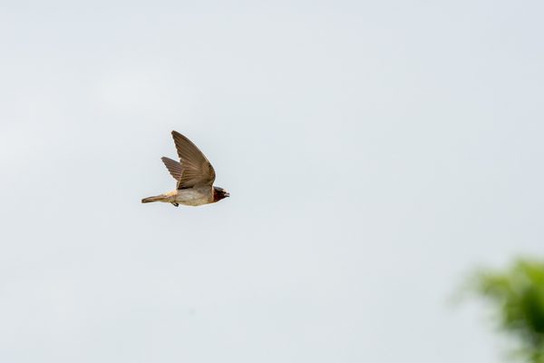 Barn Swallow