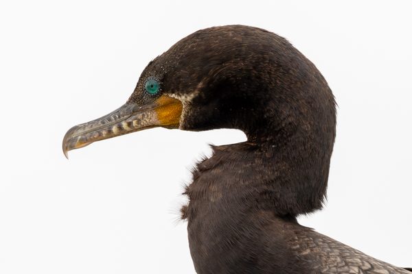 Neotropic Cormorant