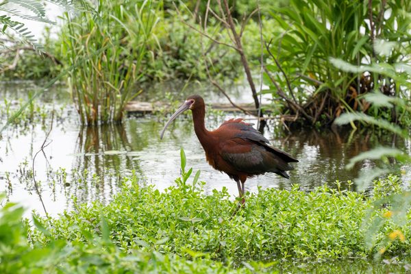 White-faced Ibis
