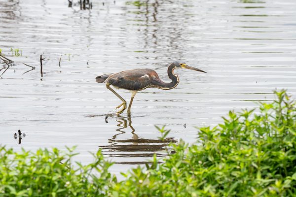 Tricolored Heron