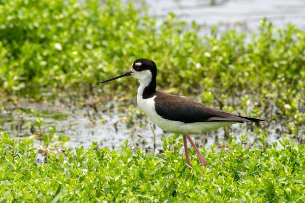 Black-necked Stilt