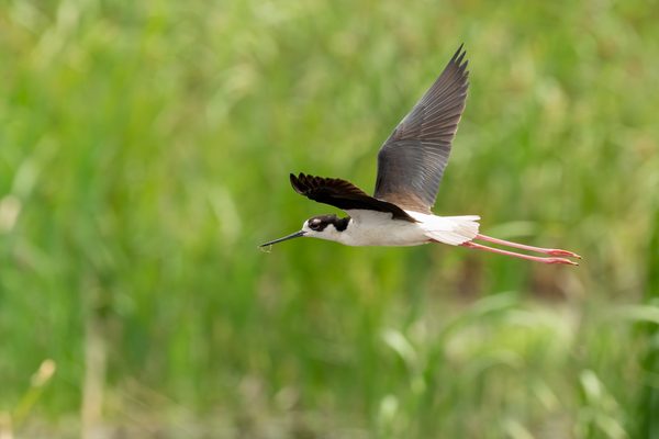 Black-necked Stilt