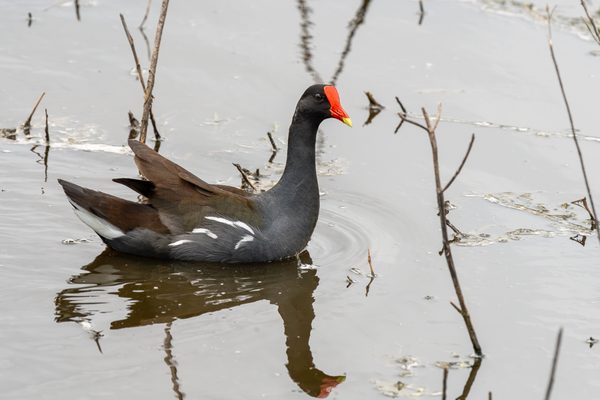 Common Gallinule
