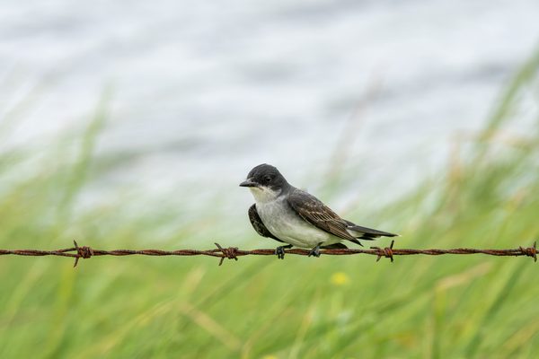 Eastern kingbird