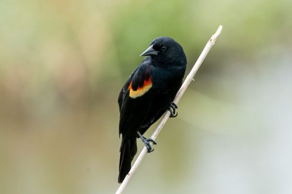 Red-winged Blackbird
