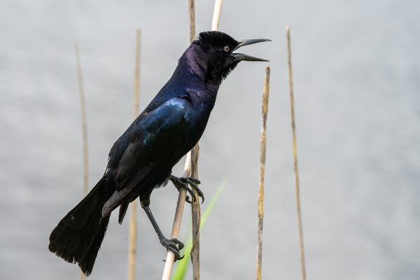 Boat-tailed Grackle