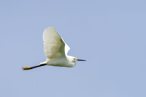 Snowy Egret