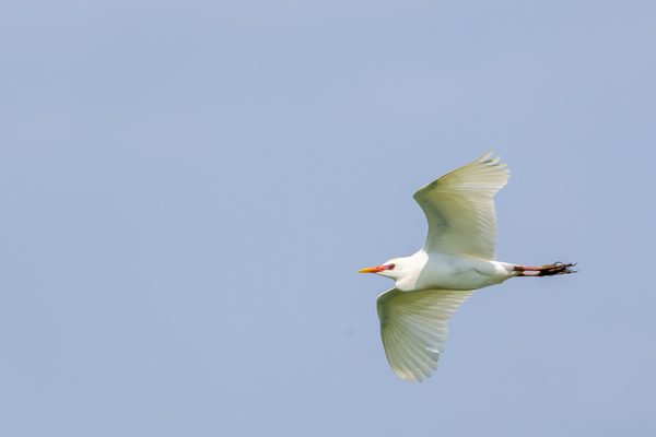 Western Cattle-Egret