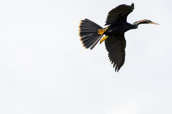 Anhinga