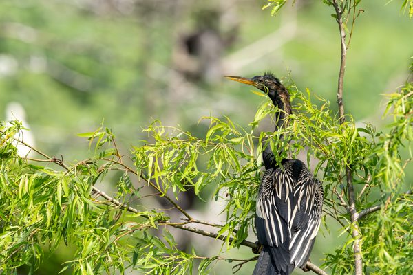 Anhinga