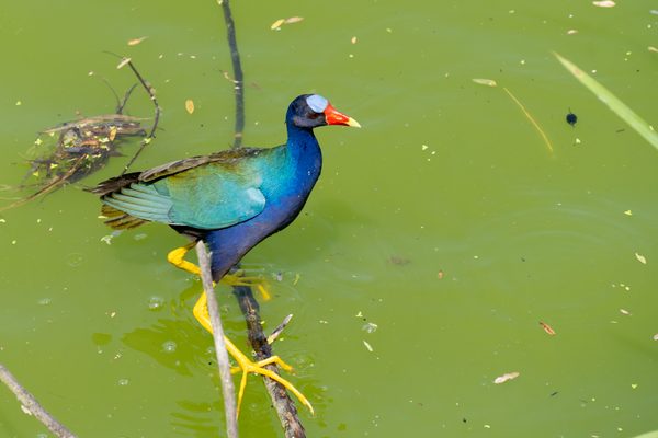 Purple Gallinule