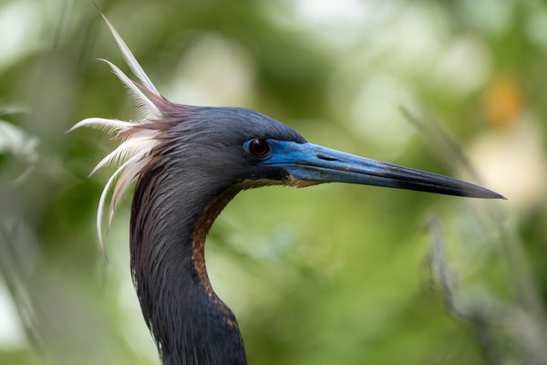 Little Blue Heron