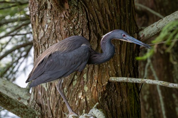 Little Blue Heron