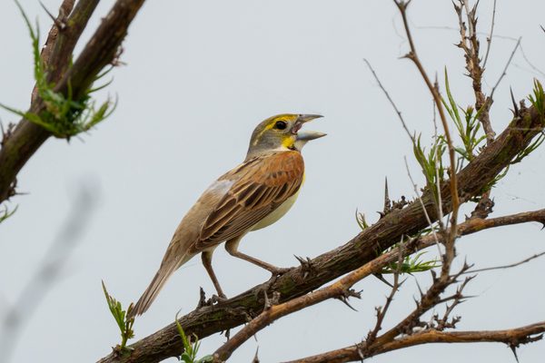 Dickcissel