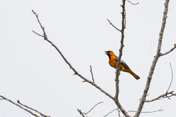 Bullock's Oriole