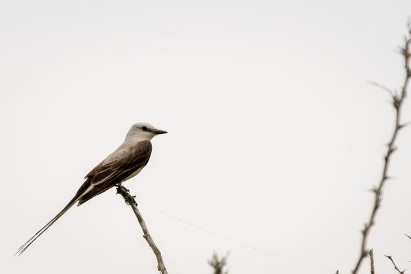 Scissor-tailed Flycatcher