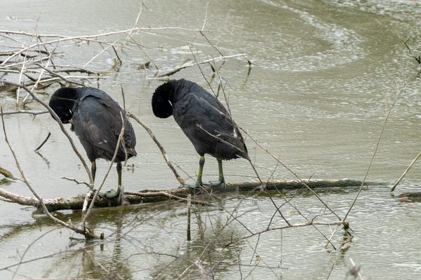 American Coots