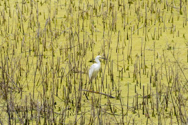 Snowy Egret