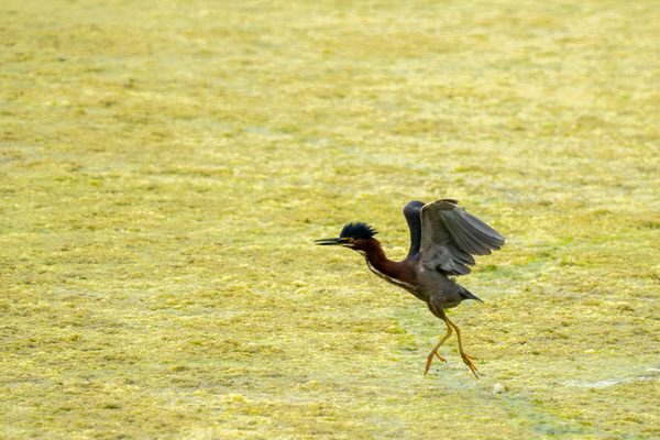 Green Heron