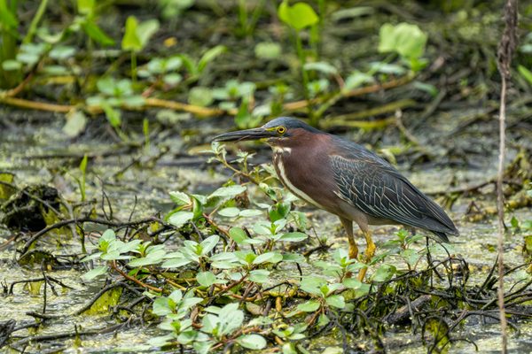 Green Heron