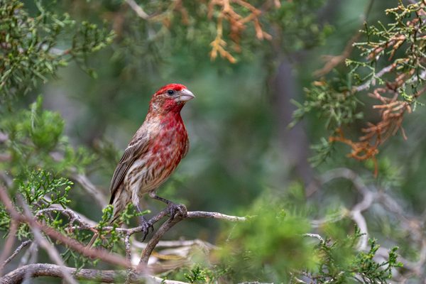 House Finch