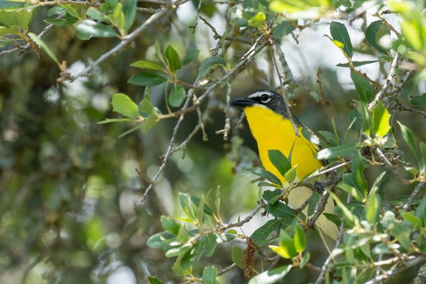 Yellow-breasted Chat
