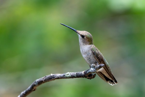 Ruby-throated Hummingbird