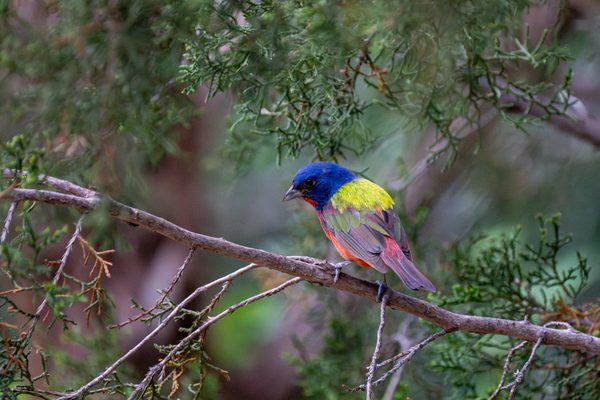 Painted Bunting