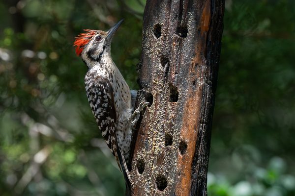 Ladder-backed Woodpecker