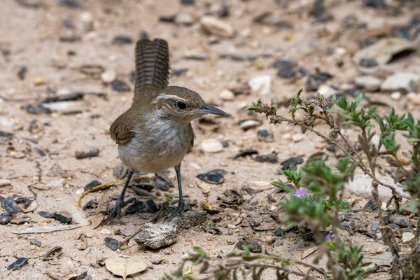 Carolina Wren