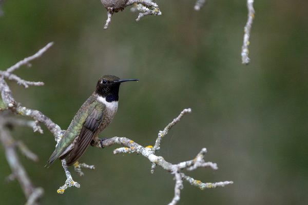 Black-chinned Hummingbird