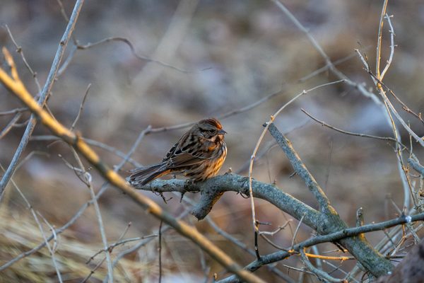 Song Sparrow