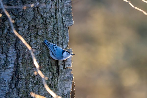 White-breasted Nuthatch