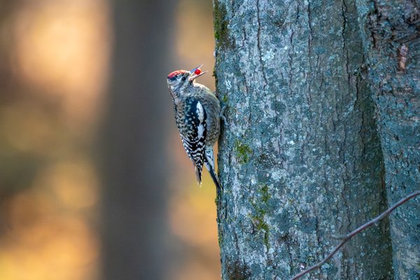 Yellow-bellied Sapsucker