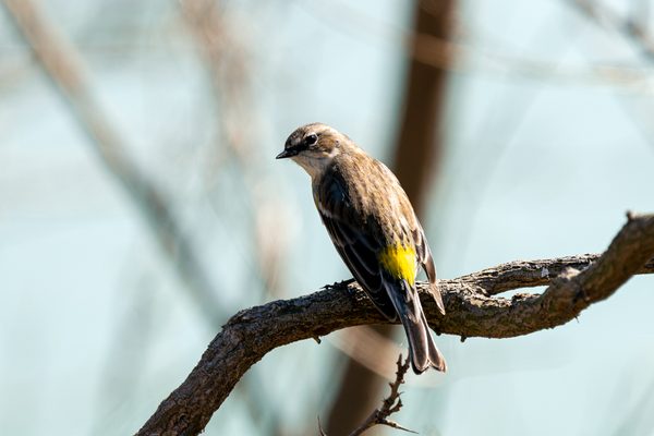 Yellow-rumped Warbler